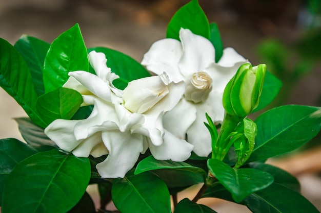 Foto hermosa gardenia blanca