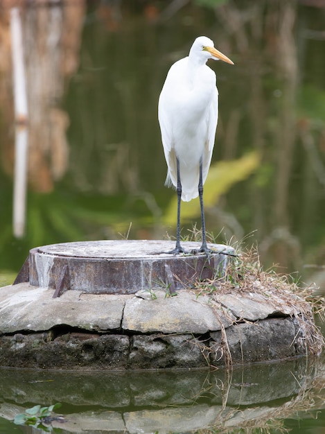 Hermosa garza blanca larga en el parque cazando peces