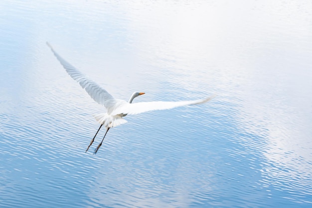 Hermosa garza blanca volando sobre un lago enfoque selectivo de luz natural