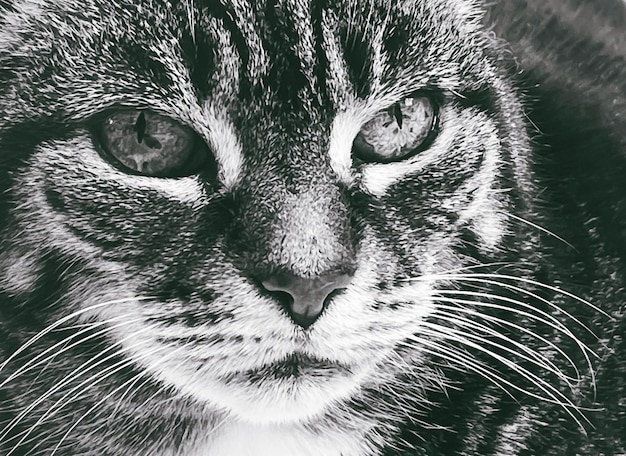 Hermosa gata atigrada en casa adorable mascota doméstica retrato en blanco y negro