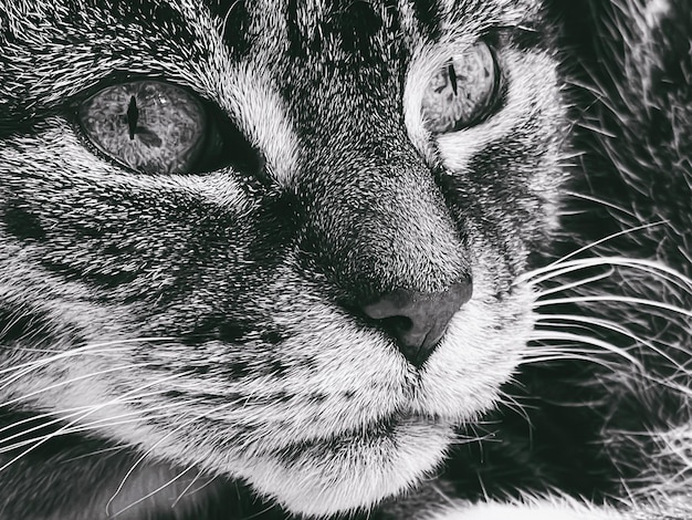 Hermosa gata atigrada en casa adorable mascota doméstica retrato en blanco y negro