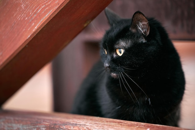 Hermosa gata negra relajada retrato de mascota doméstica