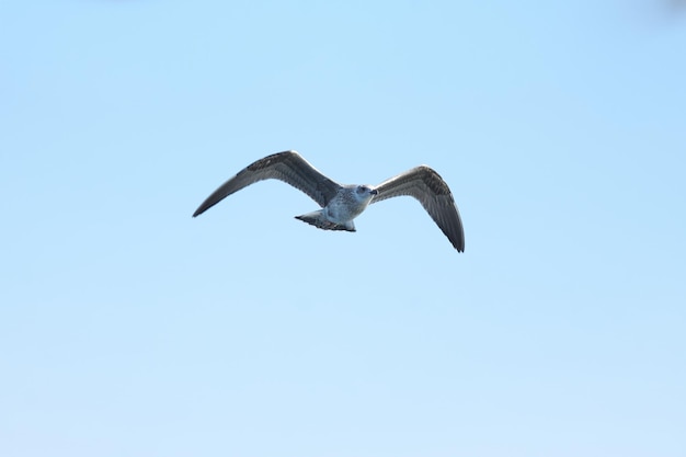 Una hermosa gaviota gris que extiende sus alas vuela contra el cielo azul