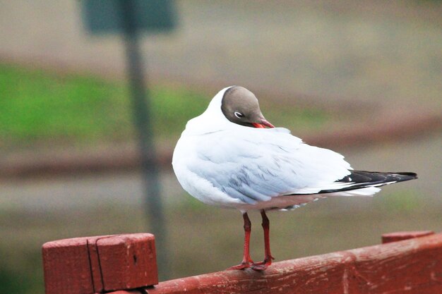 Hermosa gaviota limpia plumas