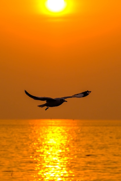 hermosa gaviota y mar con puesta de sol.