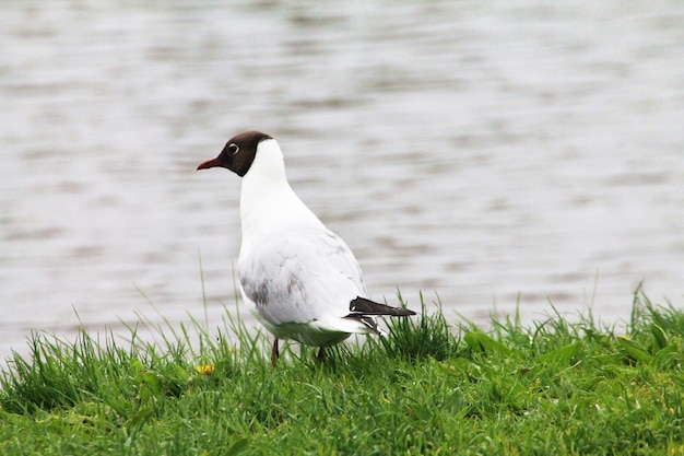 Una hermosa gaviota mira a lo lejos del lago y piensa en volar hacia las nubes