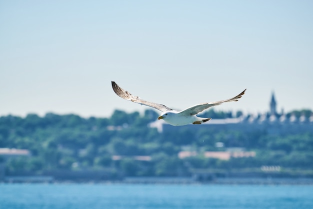 Hermosa gaviota volando en el aire