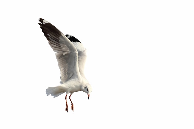 Hermosa gaviota volando aislado sobre fondo blanco.