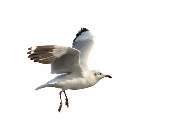 Hermosa gaviota volando aislado sobre fondo blanco.