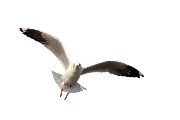 Hermosa gaviota volando aislado sobre fondo blanco.