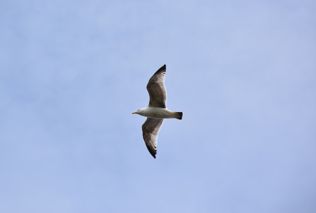 Hermosa gaviota volando con las alas extendidas en vuelo