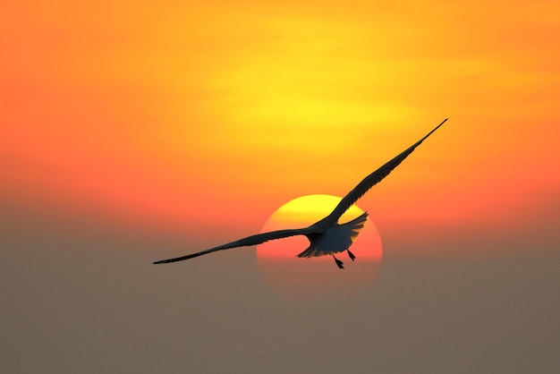 Hermosa gaviota volando en el cielo durante la puesta de sol.