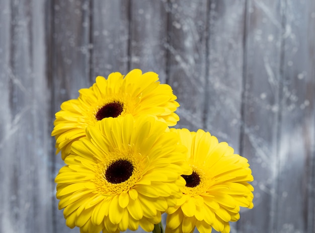 Hermosa gerbera amarilla sobre gris