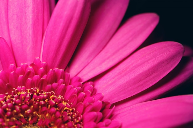 Hermosa gerbera rosa brillante