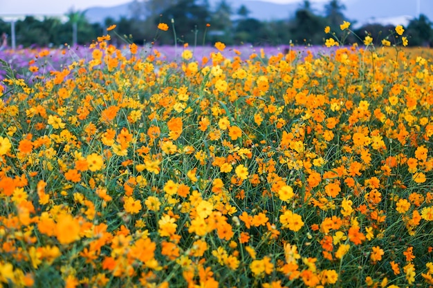 Hermosa de girasoles Maxican y flores de Cosmos