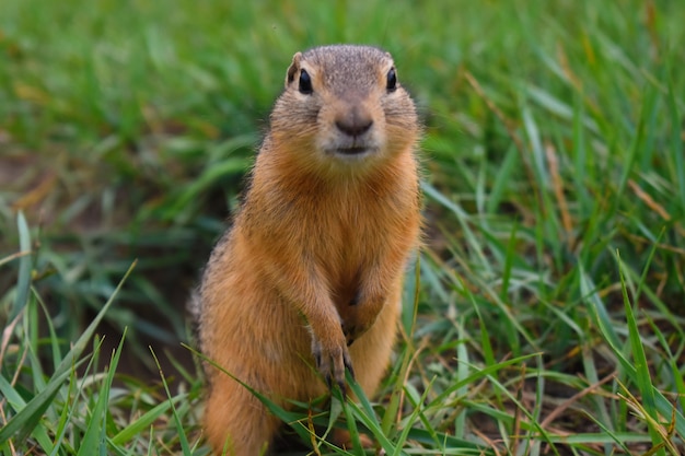 Hermosa gopher marrón salió de un visón