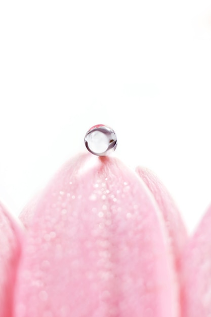 Foto hermosa gota de agua sobre un pétalo de gerbera rosa