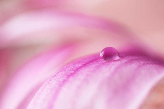 Hermosa gota de agua sobre pétalos de rosa de flor de magnolia de cerca Fotografía macro de gota de rocío en flor