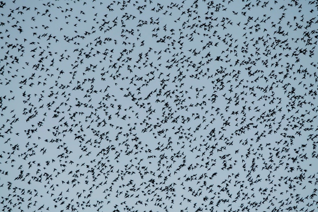 Hermosa gran bandada de pájaros estorninos vuelan en los Países Bajos. Murmullos de estornino.