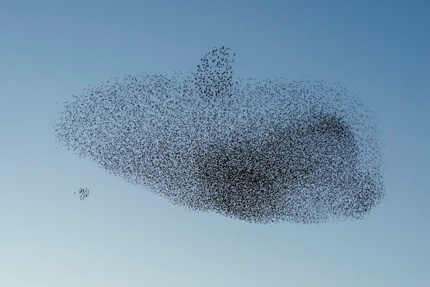 Hermosa gran bandada de pájaros estorninos vuelan en los Países Bajos. Murmullos de estornino.