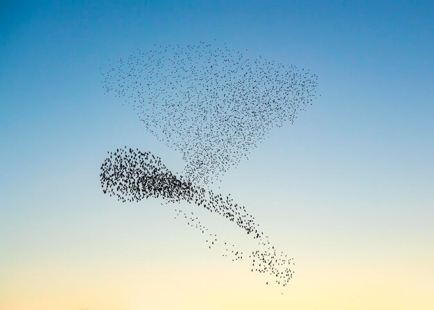 Hermosa gran bandada de pájaros estorninos vuelan en los Países Bajos. Murmullos de estornino.