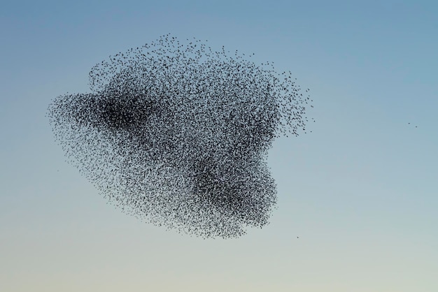 Hermosa gran bandada de pájaros estorninos vuelan en los Países Bajos. Murmullos de estorninos.