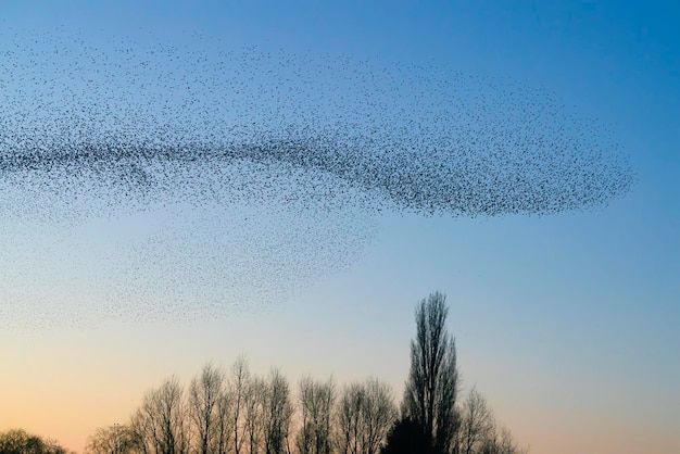 Hermosa gran bandada de pájaros estorninos vuelan en los Países Bajos. Murmullos de estorninos.