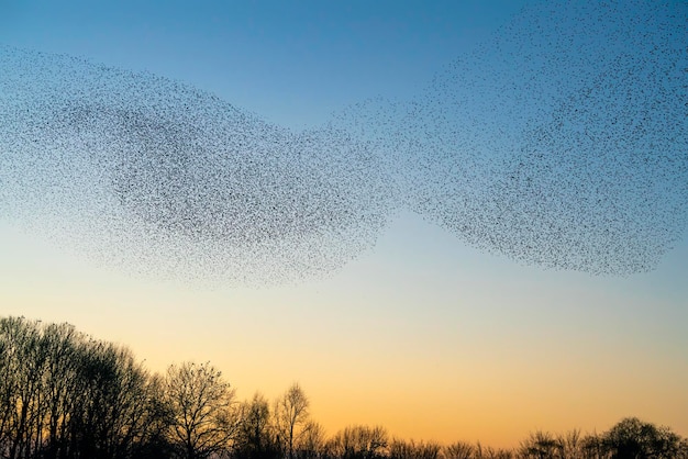 Hermosa gran bandada de pájaros estorninos vuelan en los Países Bajos. Murmullos de estorninos.