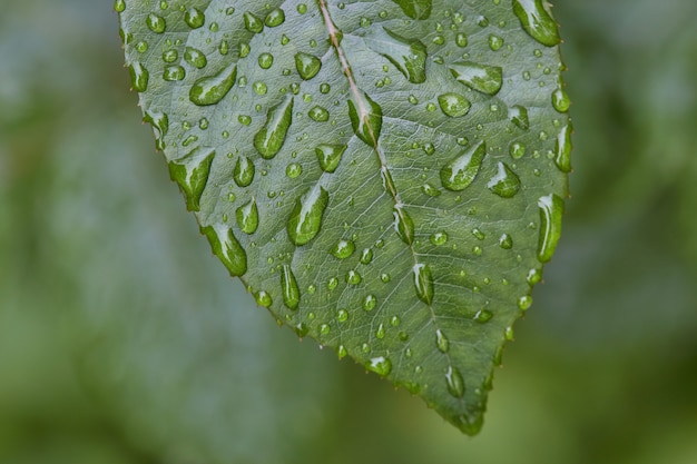 Hermosa gran hoja verde con gotas de agua