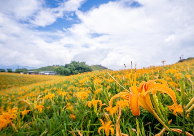 Hermosa granja de flores de azucenas naranjas en la montaña Sixty Rock Mountain Liushidan con cielo azul y nubes Fuli Hualien Taiwán cerca del espacio de copia