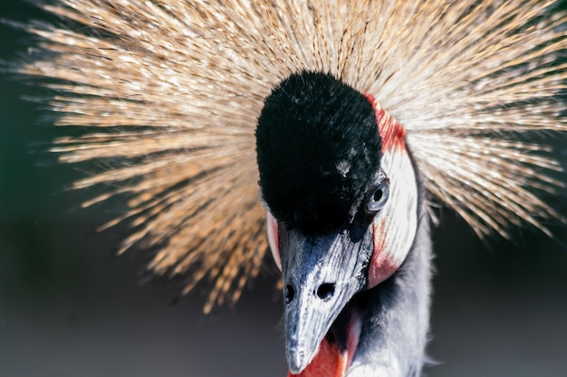 Foto hermosa grulla coronada balearica pavonina