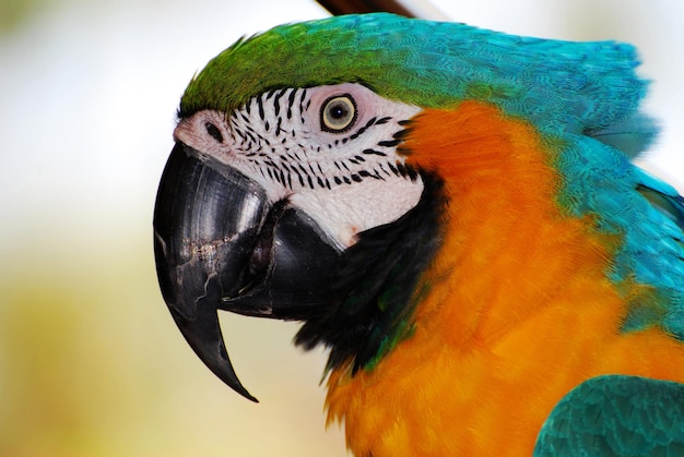 Hermosa guacamaya colorida con pico ganchudo en Maui.