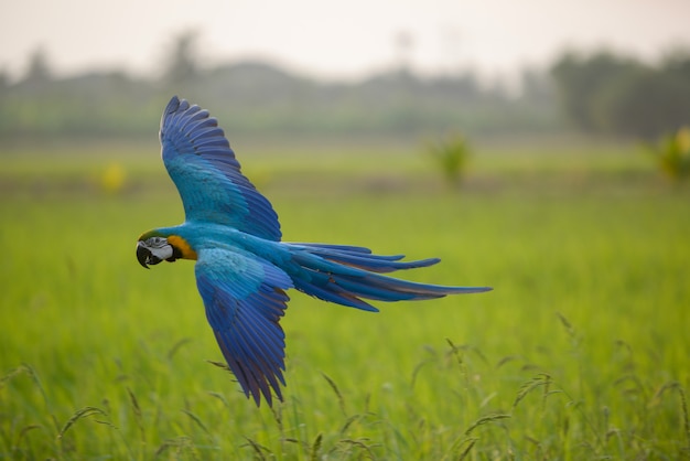 Hermosa guacamayo volando acción en el campo