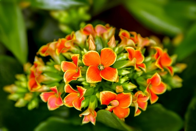 Hermosa habitación flor flores flores rojas