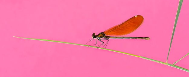 Hermosa hembra demoiselle - Calopteryx virgo, en la hoja de hierba delante de un fondo de color rosa