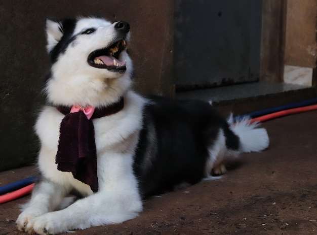 Hermosa hembra de husky siberiano.