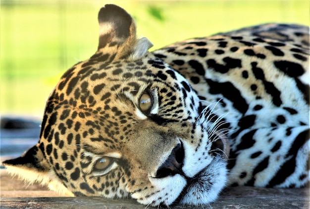 Hermosa hembra jaguar descansando