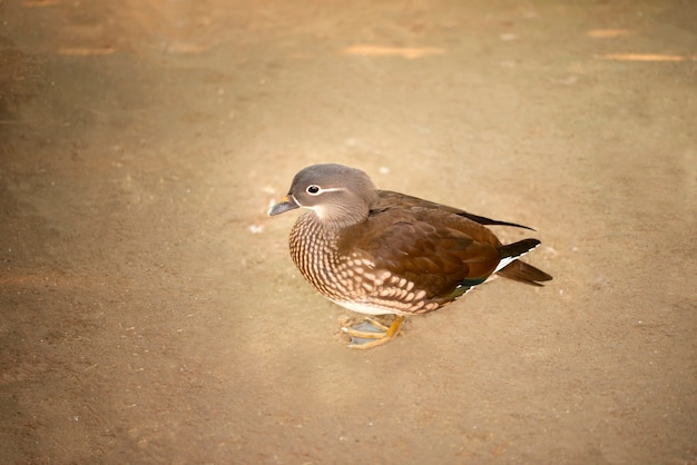 Hermosa hembra de pato mandarín haciendo Pose en el jardín.