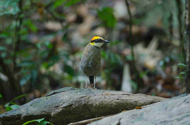 Foto hermosa hembra de pitta congregada malaya (hydrornis irena)