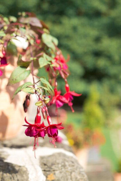 Una hermosa y hermosa flor fucsia en una maceta en el balcón