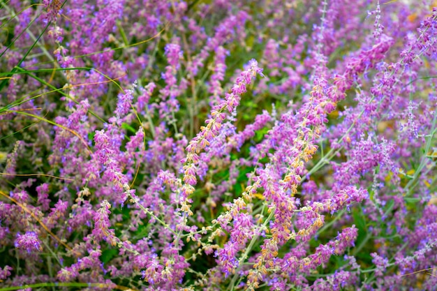 Hermosa hierba en flor en el verano, verde vibrante con flores con un tono violeta púrpura.