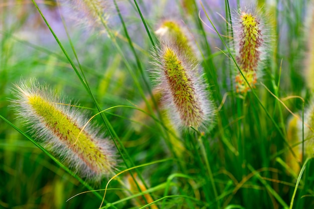 Hermosa hierba en flor en el verano, verde vibrante con flores con tono violeta púrpura
