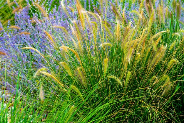 Hermosa hierba en flor en el verano, verde vibrante con flores con un tono violeta púrpura.