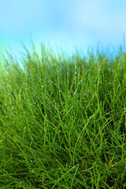 Foto hermosa hierba verde sobre un fondo azul