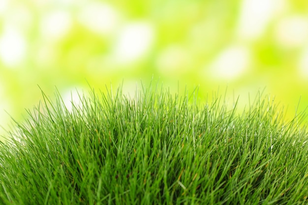 Hermosa hierba verde sobre fondo de naturaleza