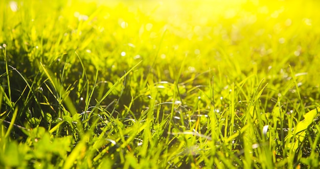 Hermosa hierba verde. Vibras de verano. Temporada de primavera. El sol ilumina las plantas. Belleza natural.