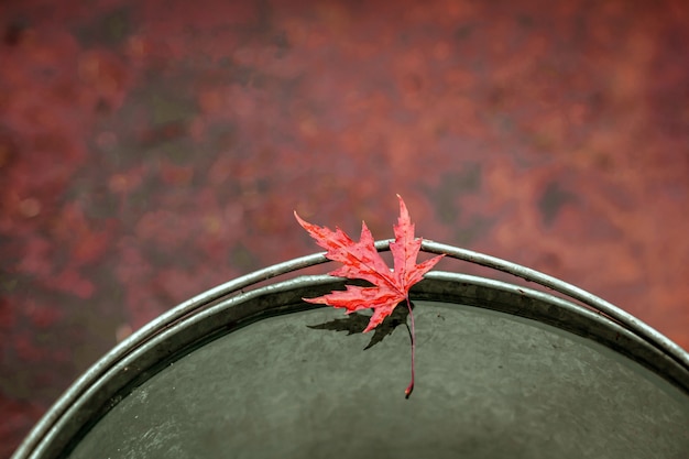 Hermosa hoja de arce roja en el borde de un cubo de lata