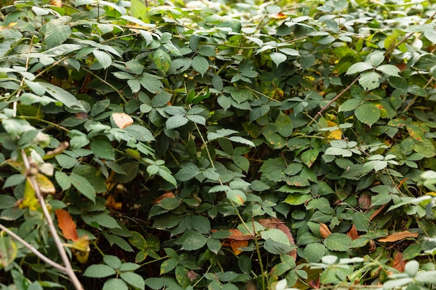 Hermosa hoja de arce roja y verde en árbol en temporada de otoño