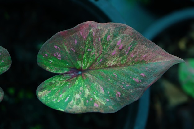 Hermosa hoja colorida bicolor de Caladium en el jardín