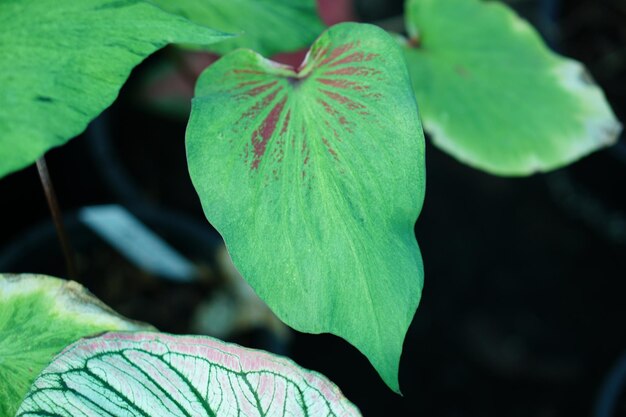 Hermosa hoja colorida bicolor de Caladium en el jardín